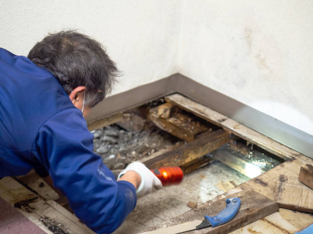 Best Emergency Mold Remediation in Oak Hills, CA