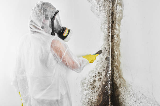 Best Residential Mold Remediation in Oak Hills, CA