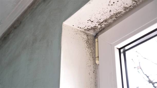 Best Localized Mold Remediation (e.g., coastal areas, humid climates) in Oak Hills, CA