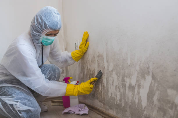 Best Crawl Space Mold Remediation in Oak Hills, CA