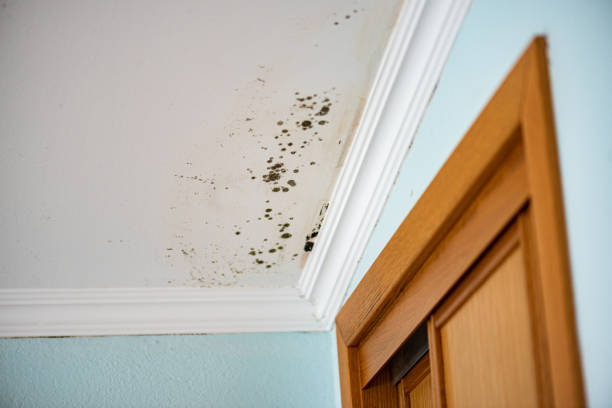 Best Emergency Mold Remediation in Oak Hills, CA