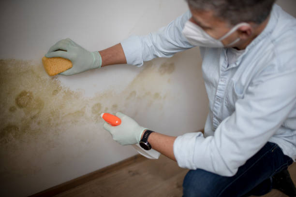 Best Kitchen Mold Remediation in Oak Hills, CA