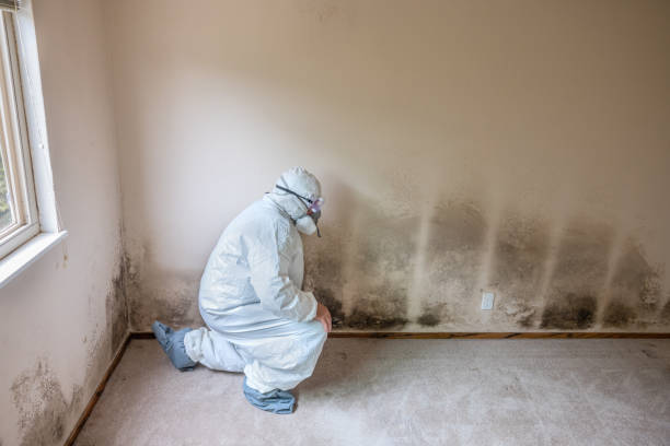 Best Mold Remediation for Specific Building Types in Oak Hills, CA