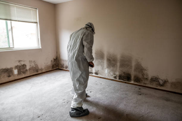 Best Black Mold Remediation in Oak Hills, CA