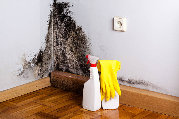 Best Mold Testing and Inspection Services in Oak Hills, CA