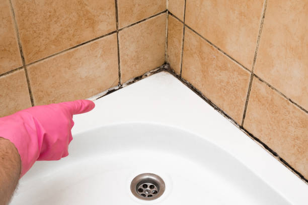 Best Post-Flood Mold Remediation in Oak Hills, CA